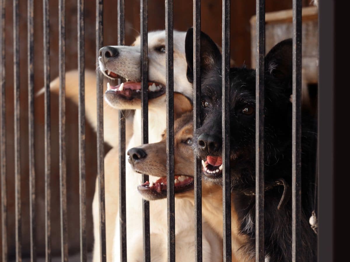 Spende FFTIN Tierheimsponsoring