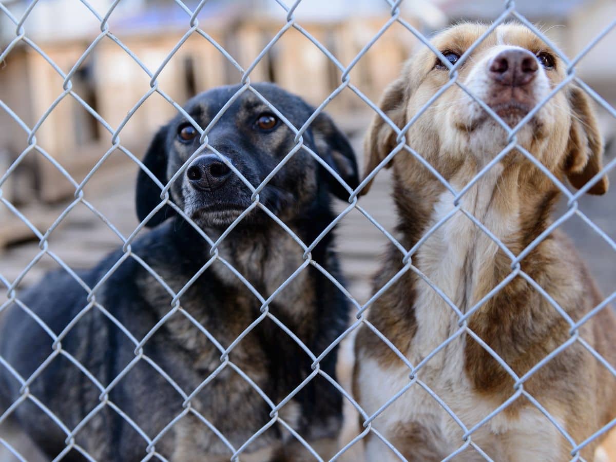 Spende FFTIN Tierheimsponsoring