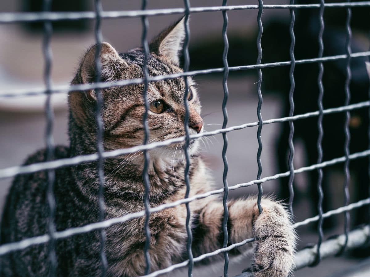 Spende FFTIN Tierheimsponsoring