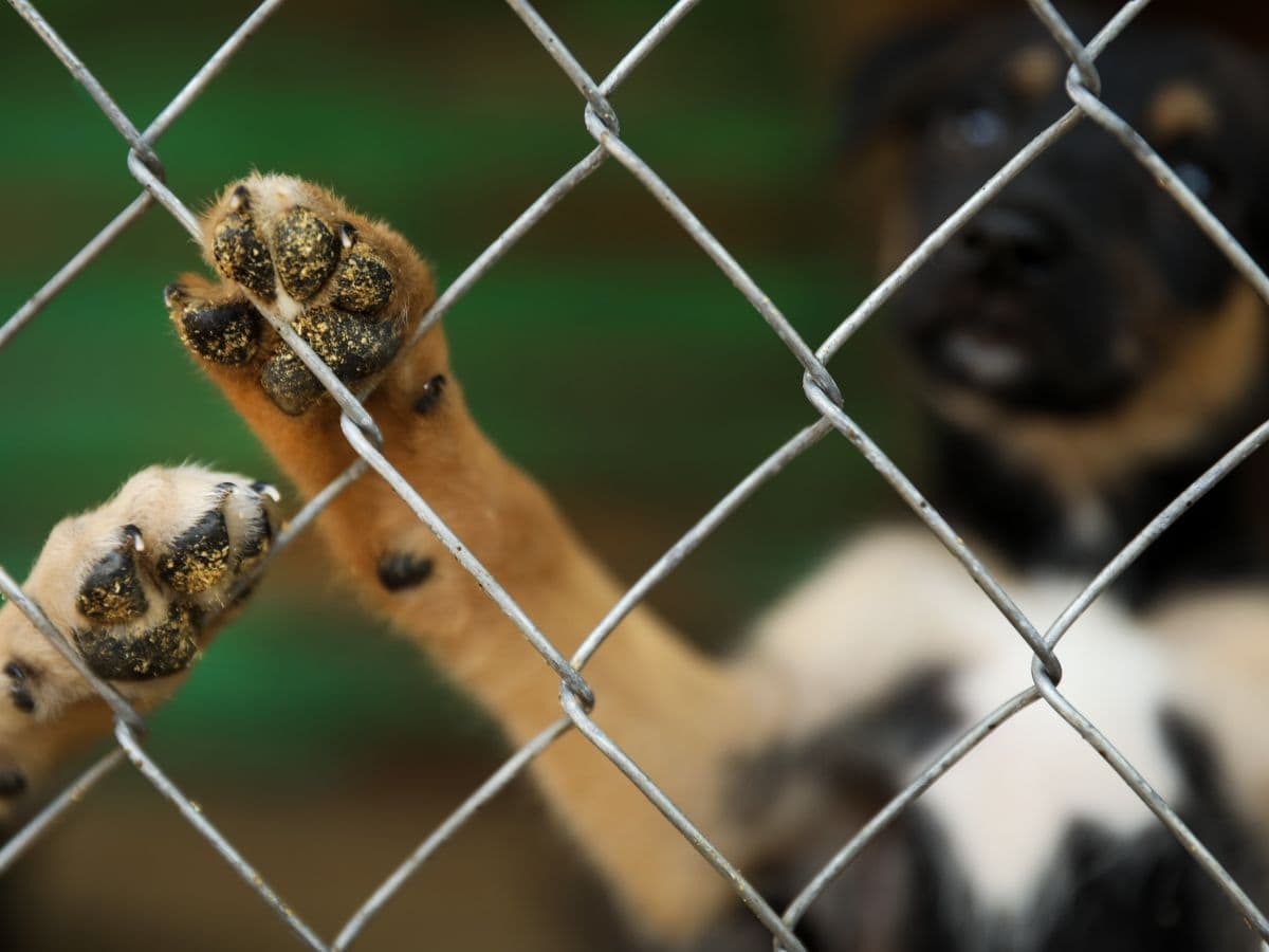 Spende FFTIN Tierheimsponsoring