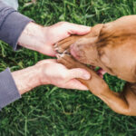Das Team vom Tierheimsponsoring über die Bedeutung verlässlicher Partner im Tierschutz