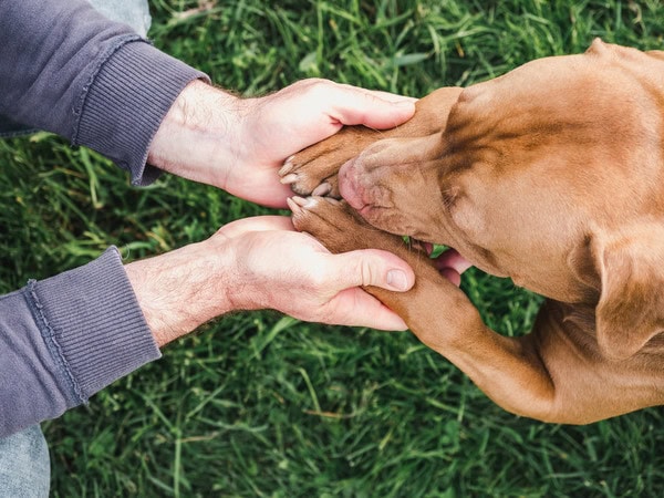 Das Team vom Tierheimsponsoring über die Bedeutung verlässlicher Partner im Tierschutz